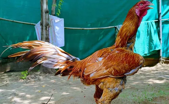 Kodi Punjulu preparing for Sankranti Pandelu  - Sakshi