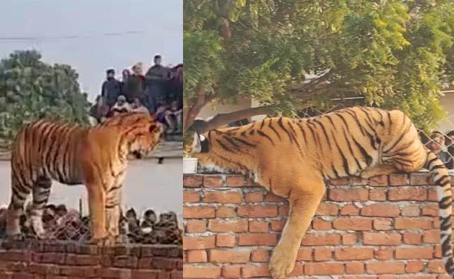 UP Tiger Viral Video: Pilibhit Officials Caught Giant Cat - Sakshi