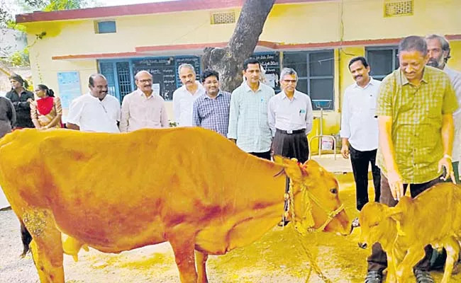 Cattle in embryo transfer procedure - Sakshi