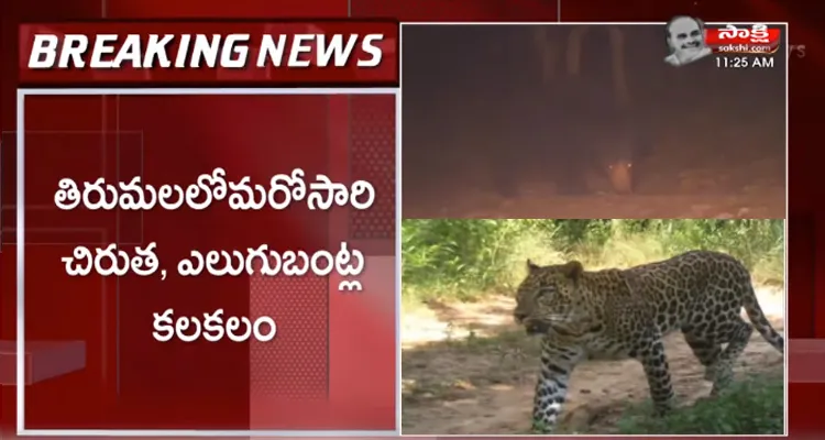 Leopard And Bear Spotted In Tirumala Walkway