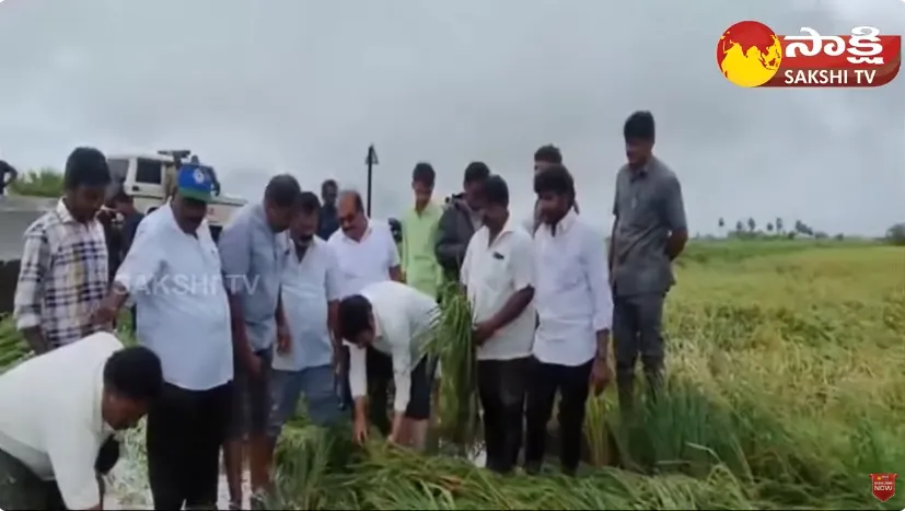 Cyclone Michaung Damage Paddy Crop in West Godavari