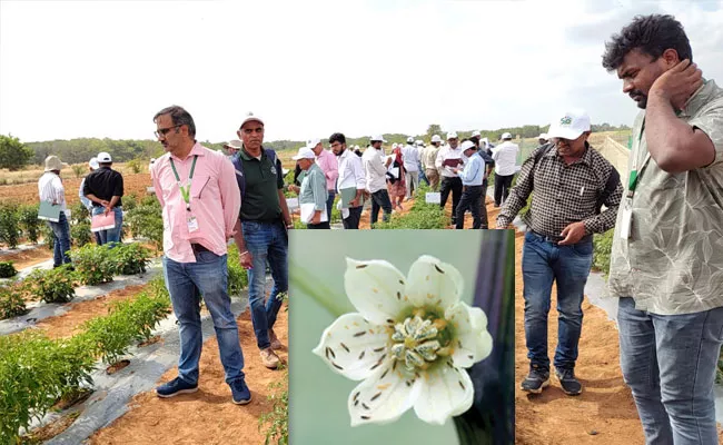 Researchers Created Varieties Of Chillies That Are Resistant To Black Thrips - Sakshi