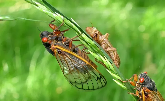 Cicadas Are Coming in 2024 In A Rare Double Brood In America - Sakshi