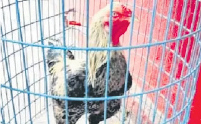 RTC auction for fighter chicken - Sakshi