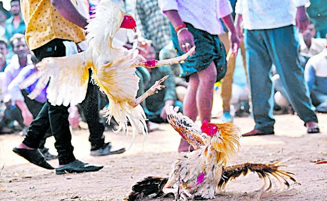 Kodi Pandalu in Sankranti Festival: andhra pradesh - Sakshi