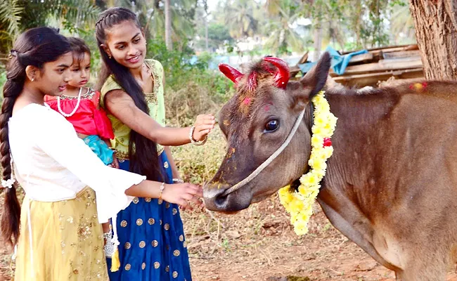 Importance Of Kanuma Festival This Is Also Cattle Festival - Sakshi