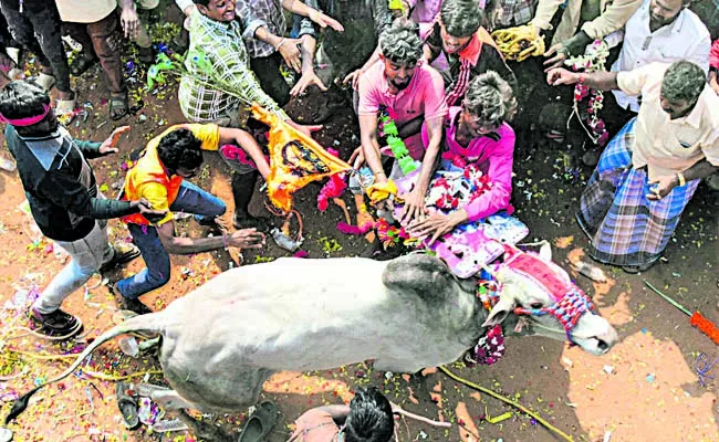 Bull Race in Gudivada - Sakshi