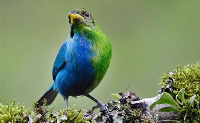 Rare Half Female Half Male Bird It Is Second Discovery In 100 Years - Sakshi