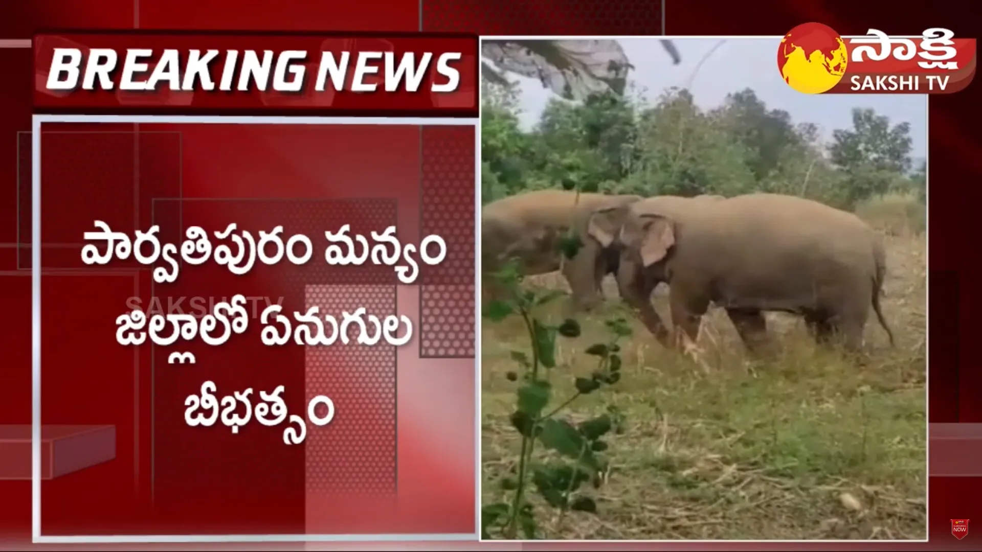 Elephant Mob Hulchul in Parvathipuram Manyam District