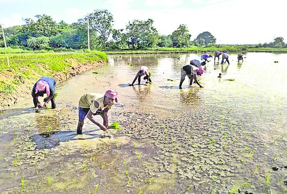 వరి నాట్లు వేస్తున్న పశ్చిమ బెంగాల్‌ కూలీలు - Sakshi