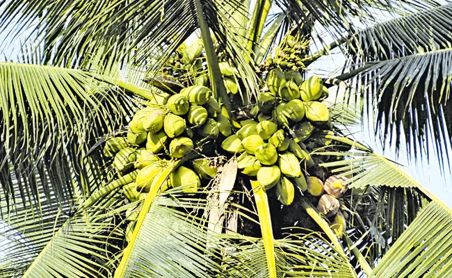 A new breath for coconut plantations - Sakshi