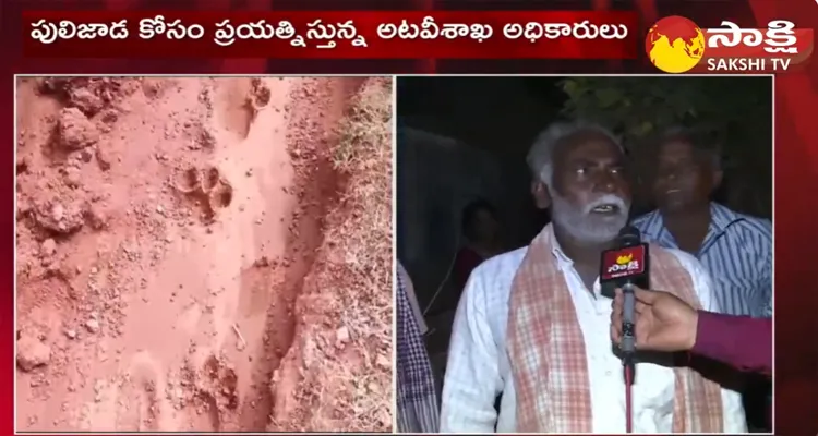 Tiger Wandering In Eluru District 