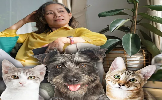 China Woman Leaves 2  Million Dollars Fortune To Her Cats - Sakshi