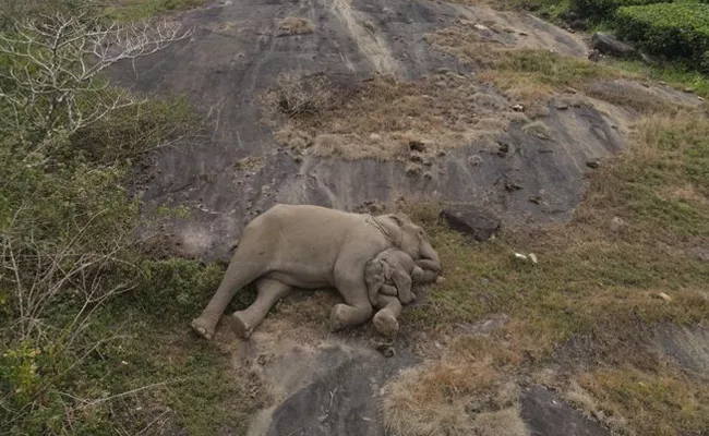 Lost Baby Elephant From Tamil Nadu New Pic Melt Your Heart - Sakshi