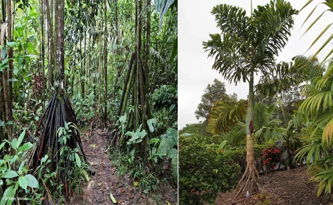 Have You Ever Known About These Walking Trees - Sakshi