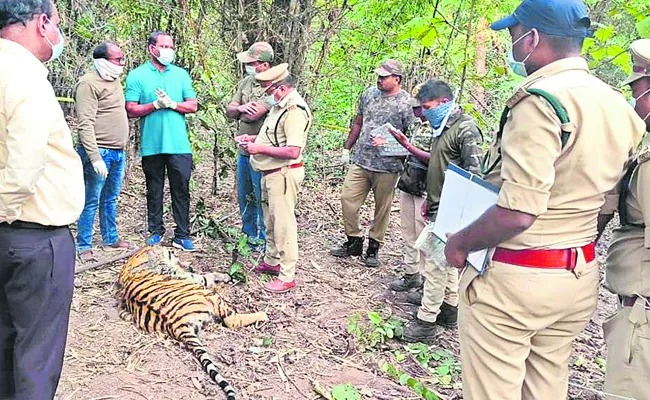 A fight between two tigers - Sakshi