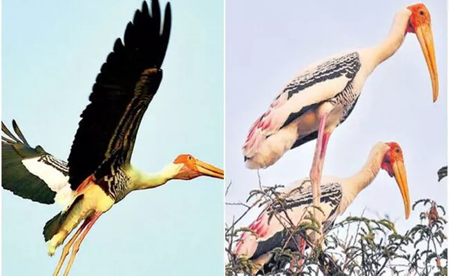 Chintapalli Keenly Waits For Siberian Cranes - Sakshi