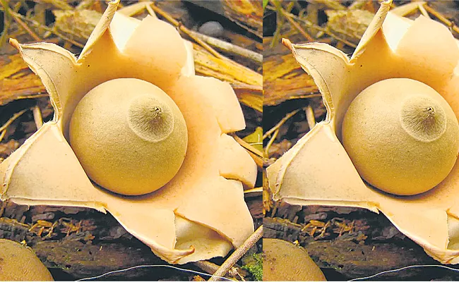 Rounded Earthstar is a rare species of mushroom - Sakshi