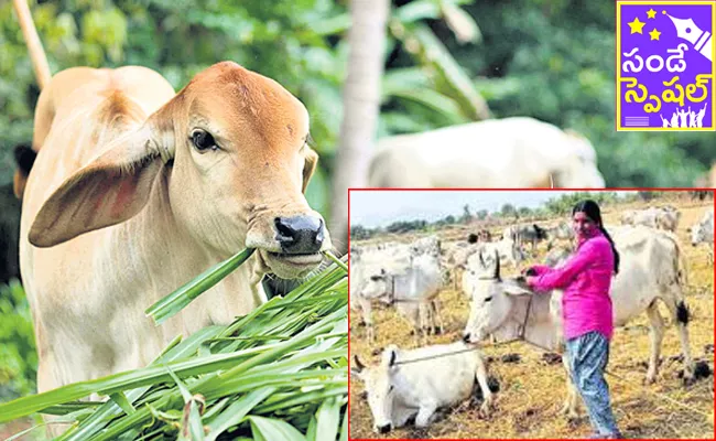 Tribal People Migratory Path For Livestock - Sakshi