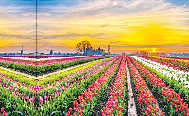 Tulip Park in Tirumala - Sakshi