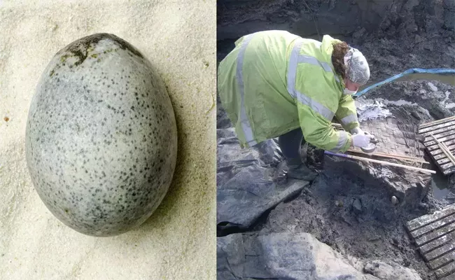 Scientists Find 1700 Year Old Roman Egg Stil Contains Yolk And Whitese - Sakshi