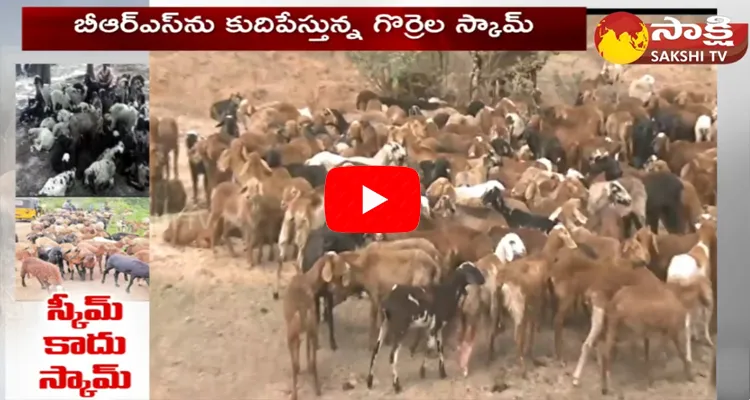  ACB Focus On Sheep Scam In Telangana