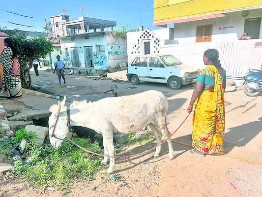 గాడిద పాలను విక్రయిస్తున్న మహిళ - Sakshi