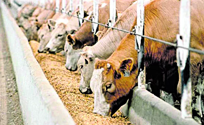 Government measures aimed at supply of quality cattle fodder - Sakshi