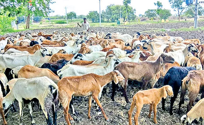 Four Officers Arrested In Sheep Scam Case - Sakshi