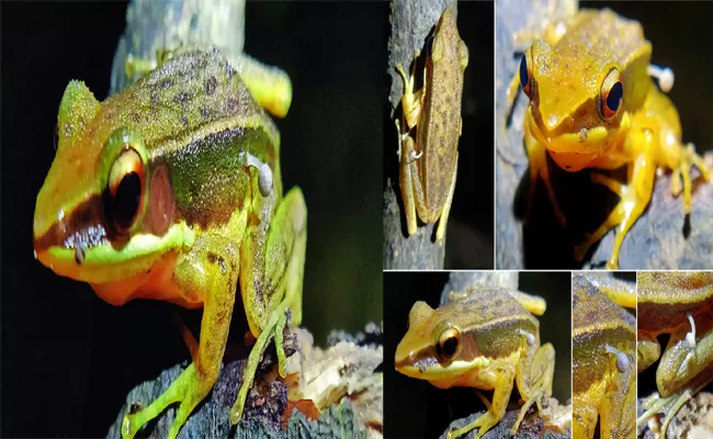 Frog Found with Mushroom Growing On Its Body - Sakshi