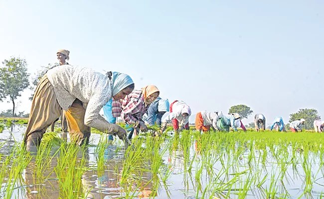 What is Scientific Agricultural Planning - Sakshi