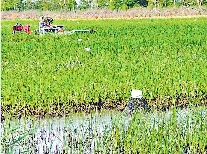 sustainable agriculture withe local seeds practices farmer success story - Sakshi