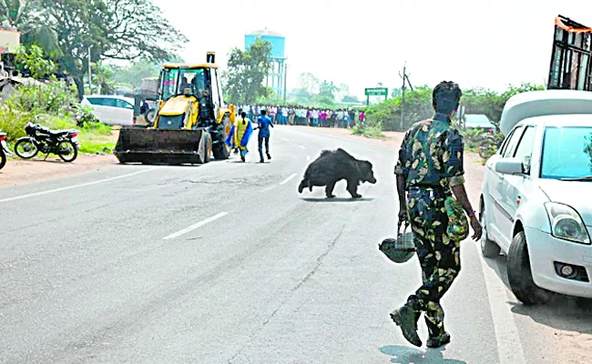 Bear in Manakondur Karimnagar District - Sakshi