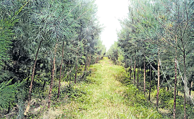 Suspension of forest auctions on request of farmers - Sakshi