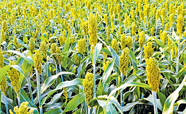 Govt support for sorghum farmers - Sakshi