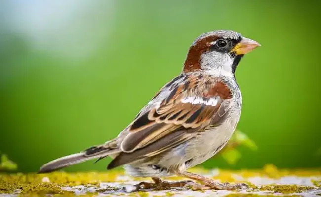 Check these World Sparrow Day and its theme and facts - Sakshi