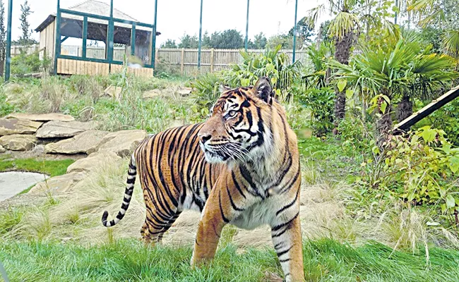 The tiger cubs will be born in the Nallamala sanctuary very soon - Sakshi