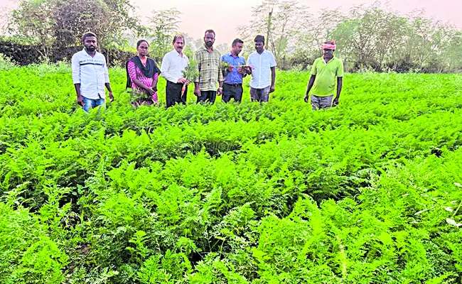 GAP certification for 1673 farmers: Andhra Pradesh - Sakshi