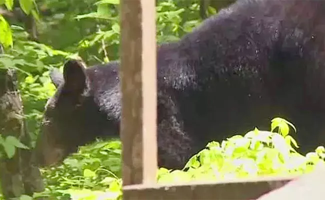 Two persons Died In Bear Attack At Srikakulam Vajrapukotturu - Sakshi