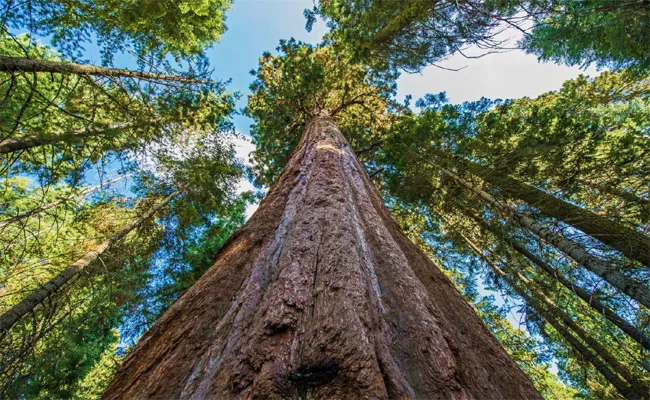 These Giants Are the 7 Tallest Trees in the World - Sakshi