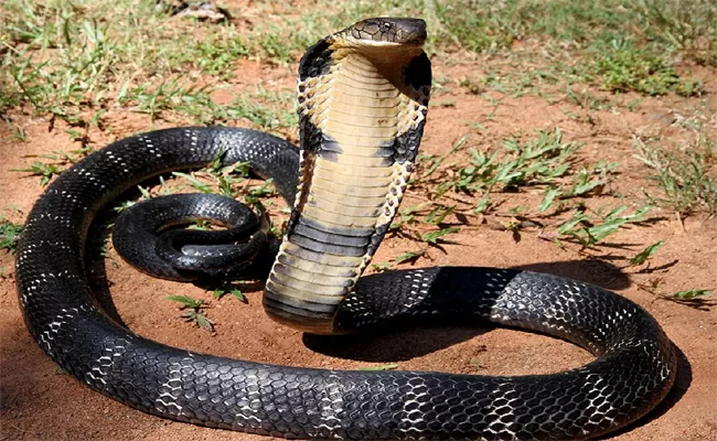 Indonesian Women Drink Cobra Snake Blood Like Tea And Coffe - Sakshi