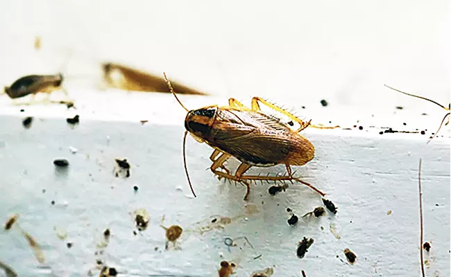 Intips: Do This If You Have A Cockroach Problem In The Kitchen - Sakshi