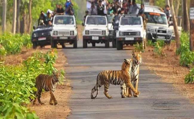 Supreme Court bans tiger safari at Jim Corbett, slams illegal constructions - Sakshi