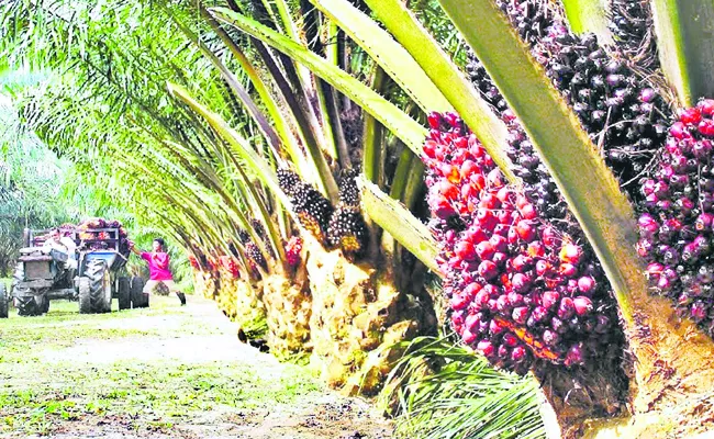 Neglect in setting up palm oil factories - Sakshi