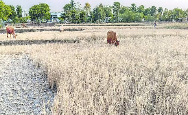 Reduced Yasangi grain yields says Department of Agriculture - Sakshi