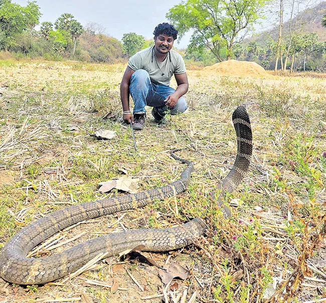 12 Feet King Cobra Rescued In Anakapalli District - Sakshi