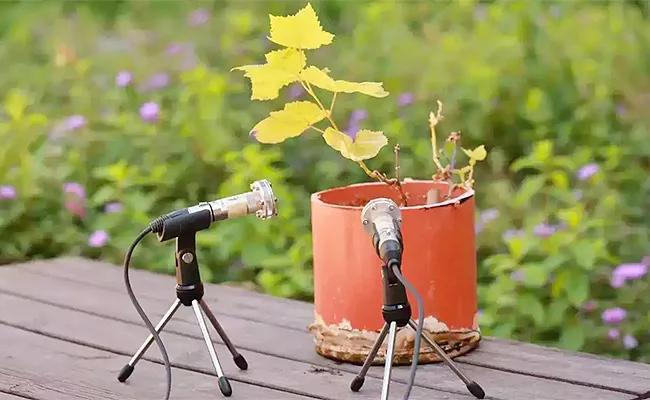 Plants Scream When Uprooted Scientists Capture Sound For First Time - Sakshi