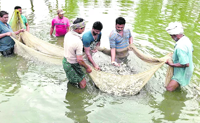 loan of up to Rs 10 lakh per season to an aqua farmer: AP - Sakshi