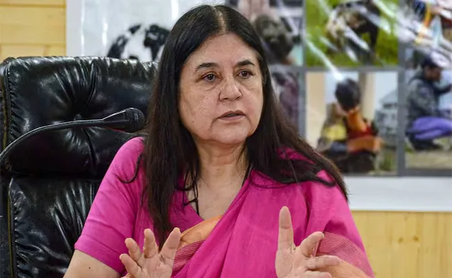 Varun Contest Elections Separately Maneka Made a Big Claim - Sakshi