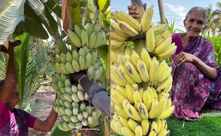 Elderly Woman's Traditional Banana Ripening Technique